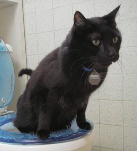 433px-Toilet_Trained_Cat_22_Aug_2005